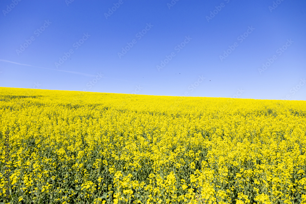Rapsfeld Rapsfeld