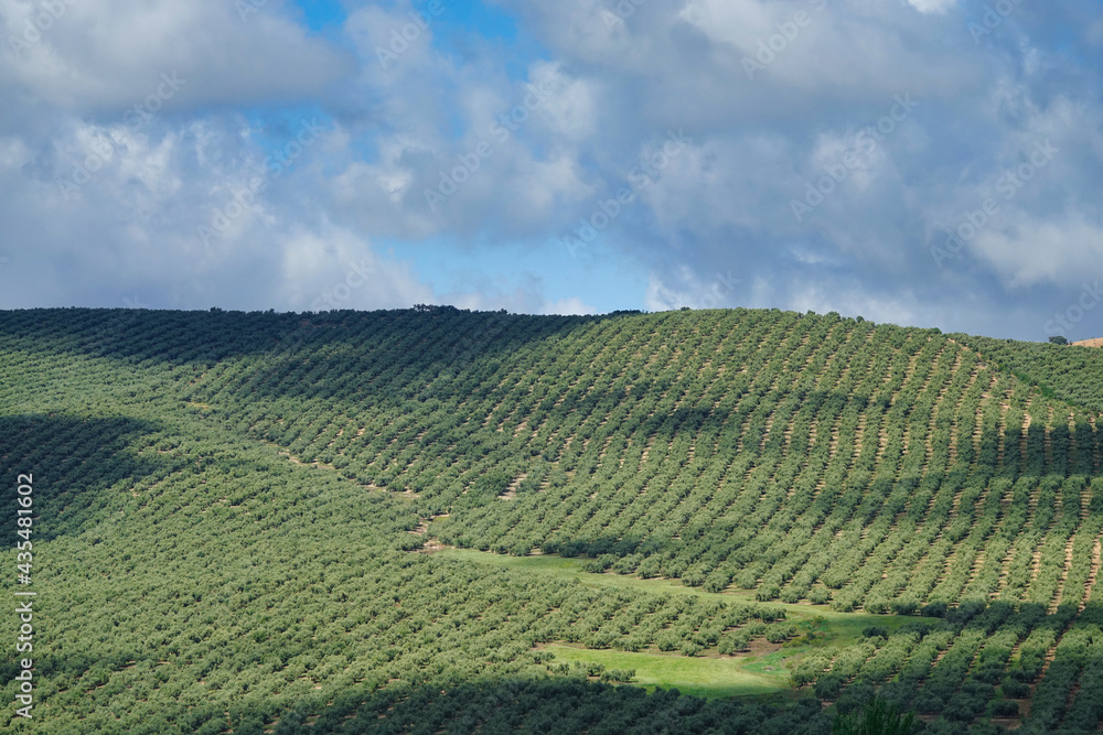 View of large agricultural areas of olive trees in the Andalusian countryside (Spain)