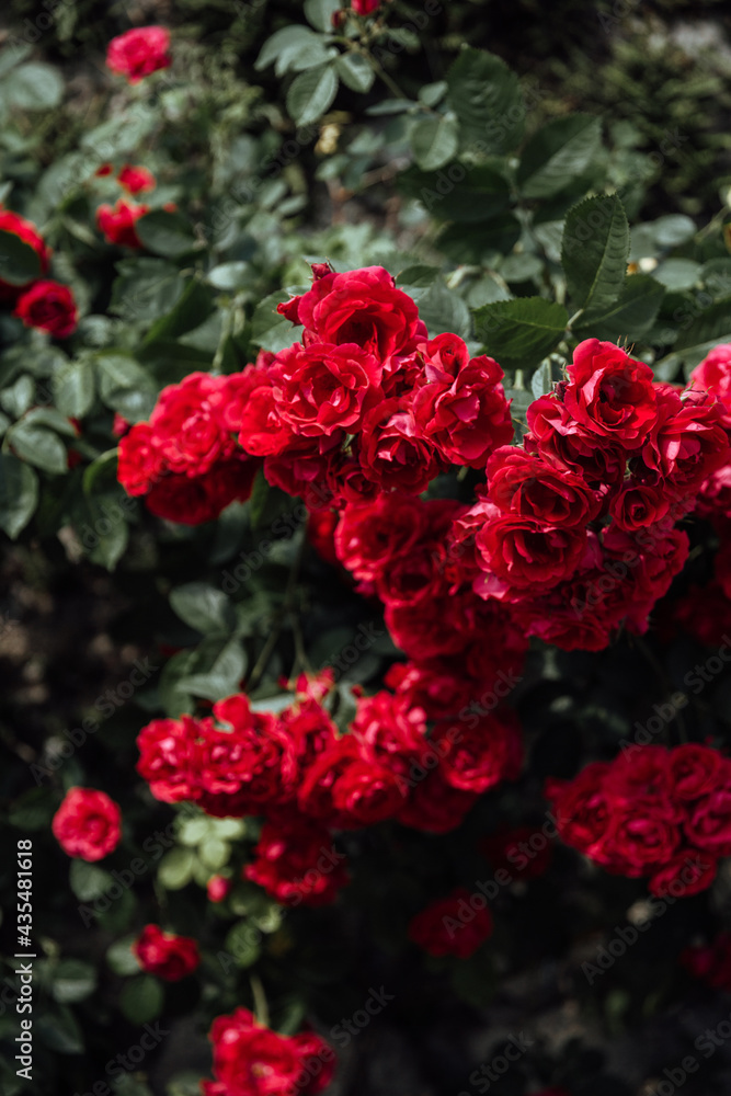 Red roses Red roses