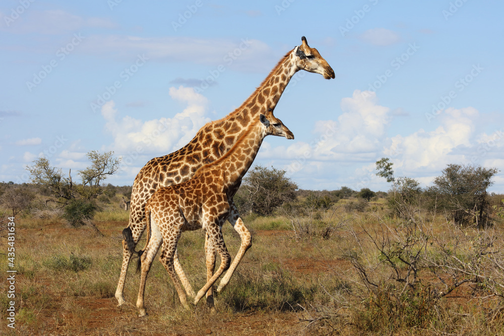 Obraz premium Giraffe / Giraffe / Giraffa camelopardalis.