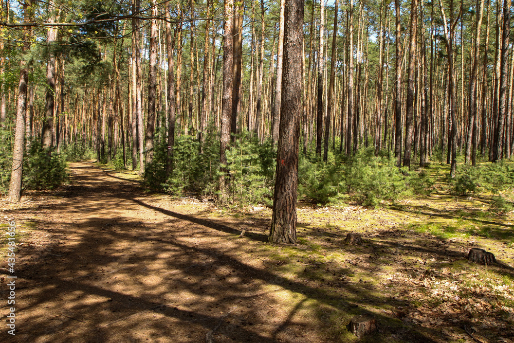 The picture from the natural park Kersko-Bory by the town of Písty in Czech Republic. The beautiful fresh pine Wood with moss on the ground with sandy footpaths. The picture from the natural park Kersko-Bory by the town of Písty in Czech Republic. The beautiful fresh pine Wood with moss on the ground with sandy footpaths.