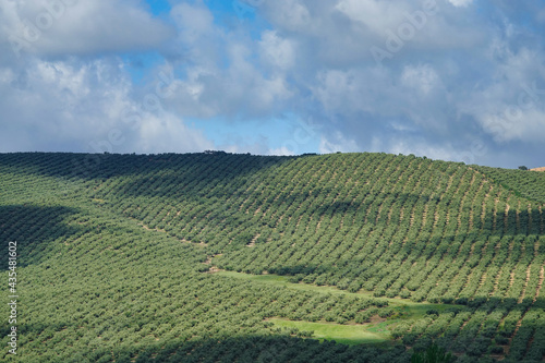 View of large agricultural areas of olive trees in the Andalusian countryside  Spain 