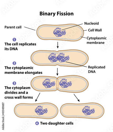 Binary fission process of cell reproduction in the division stages. Diagram of nucleus, parent cell, daughter cells, cytoplasmic membrane, DNA, chromosome copying, and division steps.