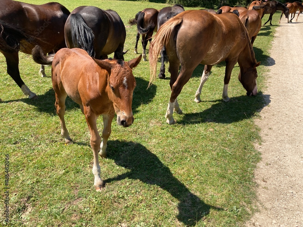 Fototapeta premium Pferd und Fohlen