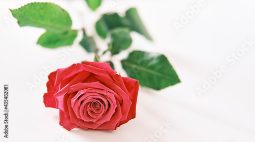 Fototapeta Naklejka Na Ścianę i Meble -  Scarlet rose on white background