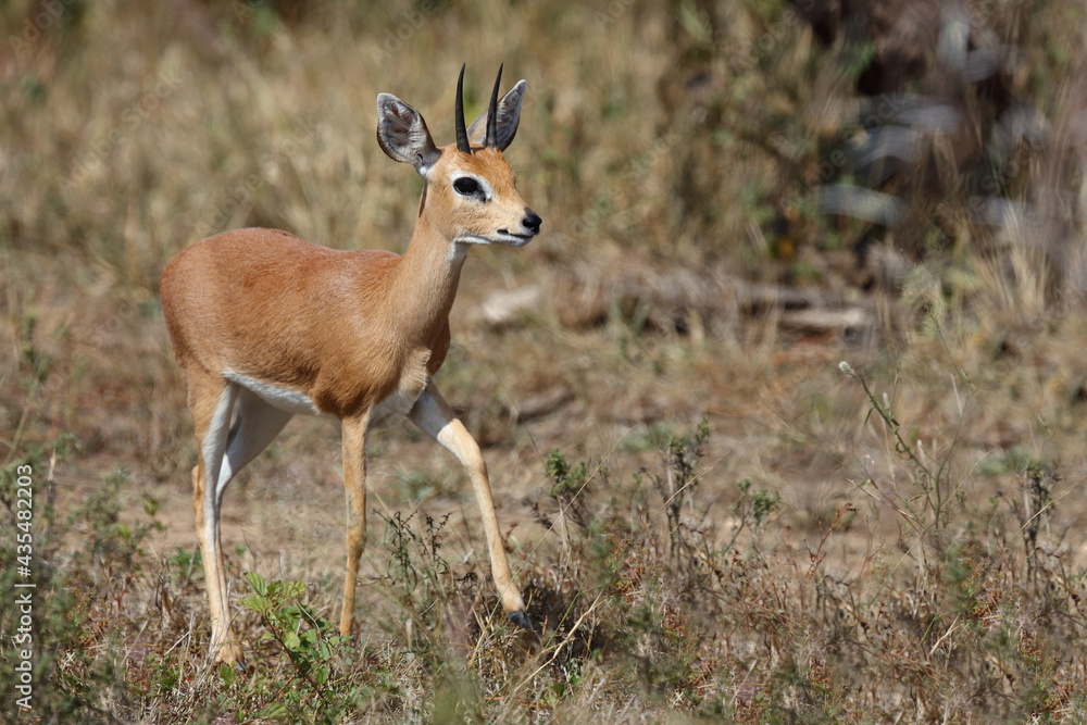 Afrikanischer Steinbock / Steenbok / Raphicerus campestris Afrikanischer Steinbock / Steenbok / Raphicerus campestris