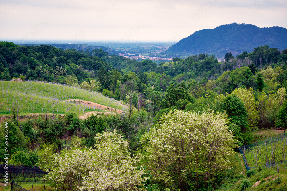 Springtime panorama of the vineyards in the hilly winery Region of Novarese (Piedmont, Northern Italy); this area is famous for its valuable red wines, like Ghemme and Gattinara (Nebbiolo grapes). Springtime panorama of the vineyards in the hilly winery Region of Novarese (Piedmont, Northern Italy); this area is famous for its valuable red wines, like Ghemme and Gattinara (Nebbiolo grapes).