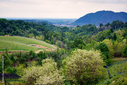 Tableau sur toile Springtime panorama of the vineyards in the hilly winery Region of Novarese (Piedmont, Northern Italy); this area is famous for its valuable red wines, like Ghemme and Gattinara (Nebbiolo grapes)