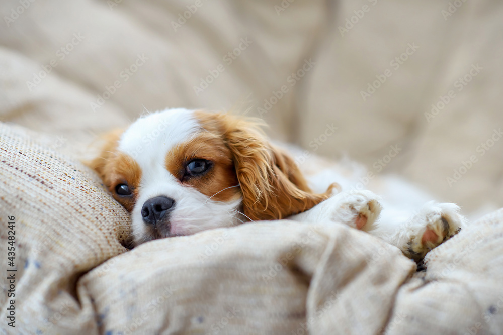 little puppy dog cavalier king charles spaniel sliping on a chair