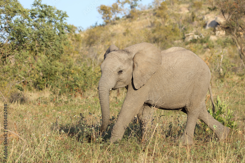 Afrikanischer Elefant / African elephant / Loxodonta africana. Afrikanischer Elefant / African elephant / Loxodonta africana.
