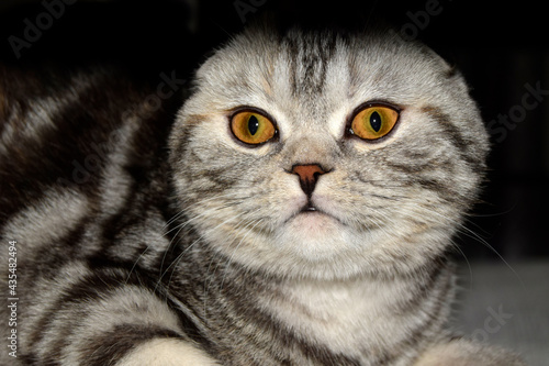 Portrait of a black-white-gray cat with yellow eyes. Head close-up. Scottish Fold cat.