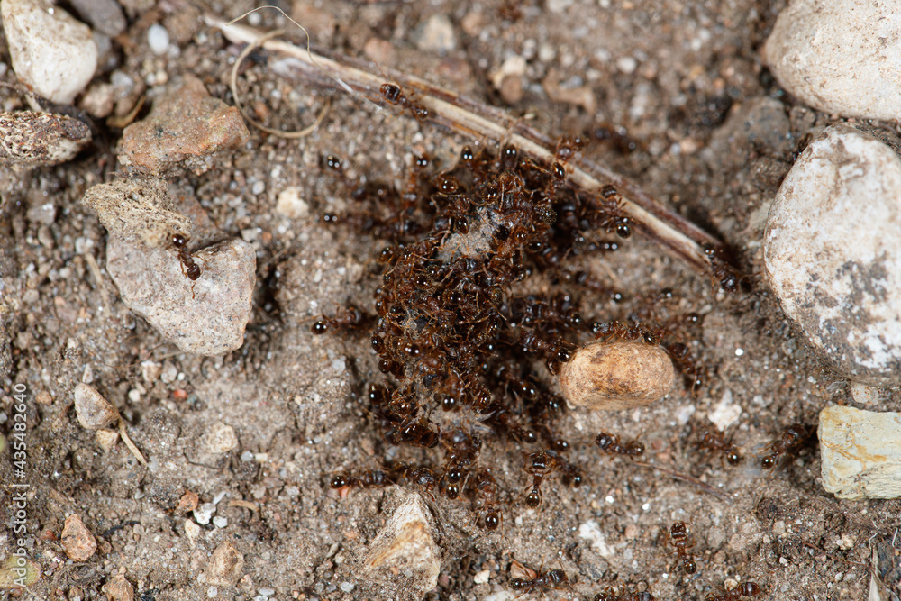 ants on the ground ants on the ground