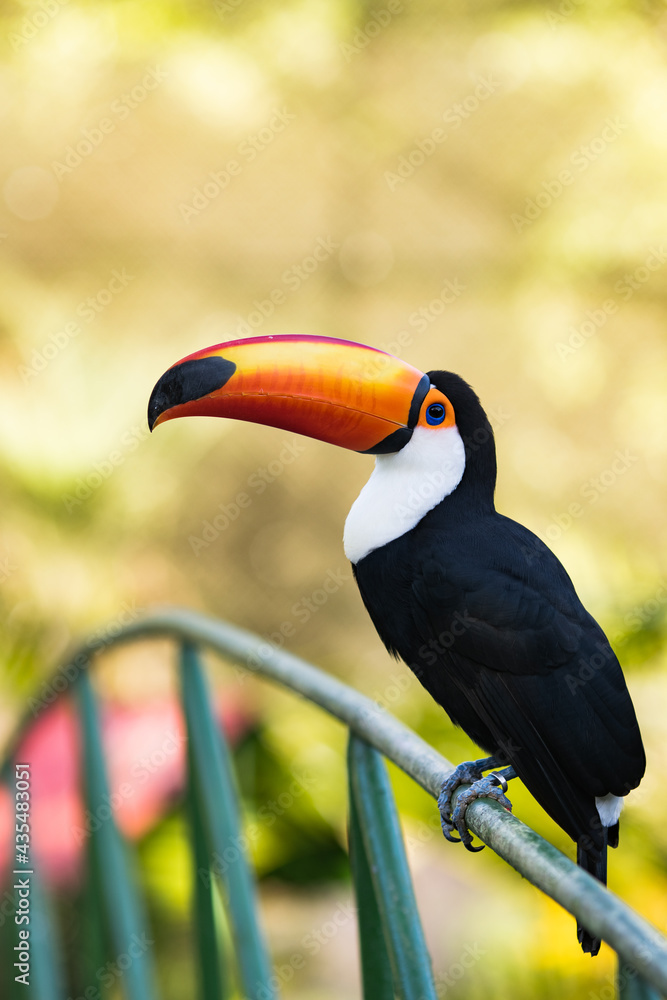 Fototapeta premium Tucano 2