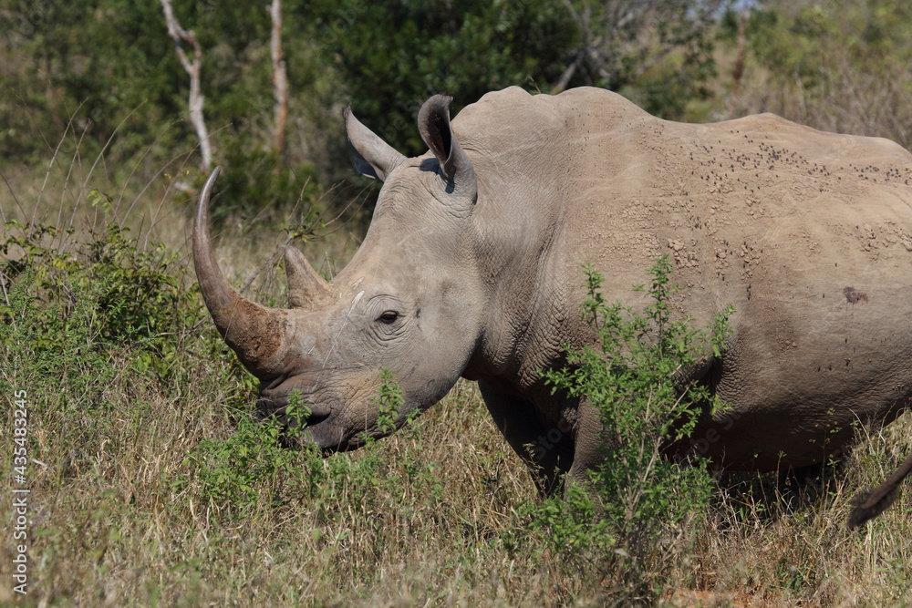 Breitmaulnashorn / Square-lipped rhinoceros / Ceratotherium Simum Breitmaulnashorn / Square-lipped rhinoceros / Ceratotherium Simum