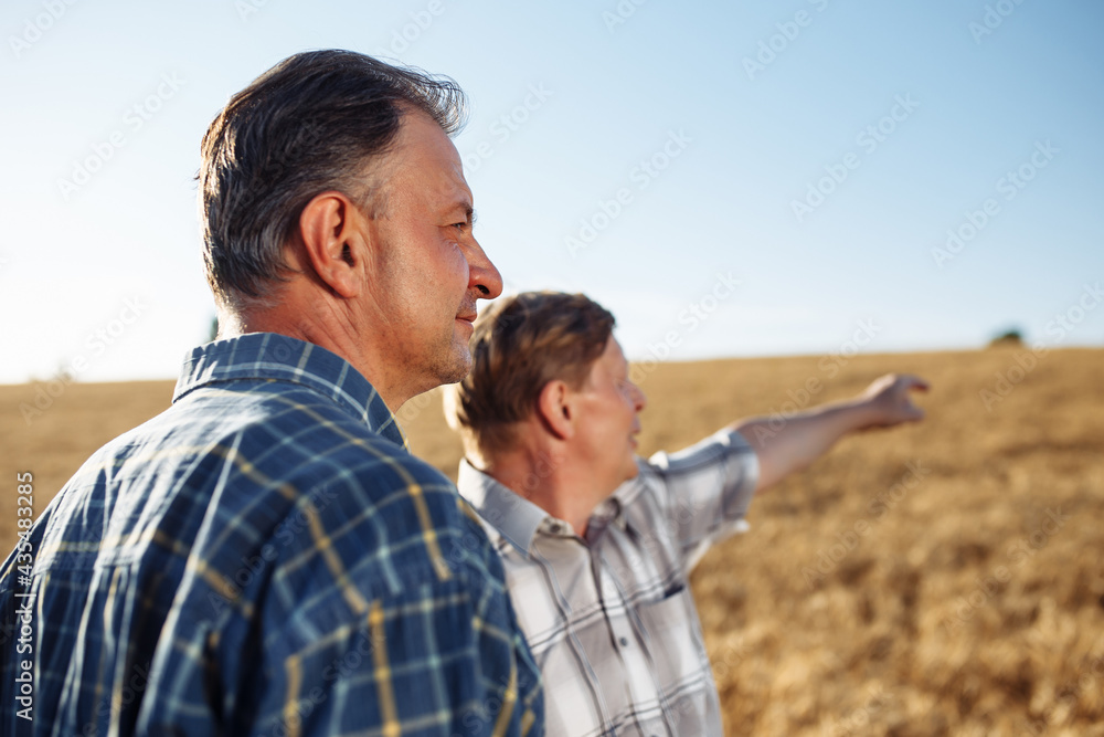 Two farmers standing in golden wheat field examining crop. The man demonstrates the harvest. Two farmers standing on wheat field at harvest. Rich harvest concept. Crop check. Two farmers standing in golden wheat field examining crop. The man demonstrates the harvest. Two farmers standing on wheat field at harvest. Rich harvest concept. Crop check.