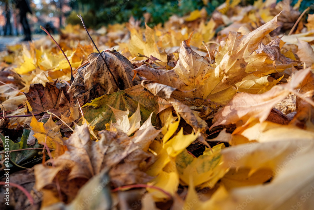 autumn leaves on the grass autumn leaves on the grass