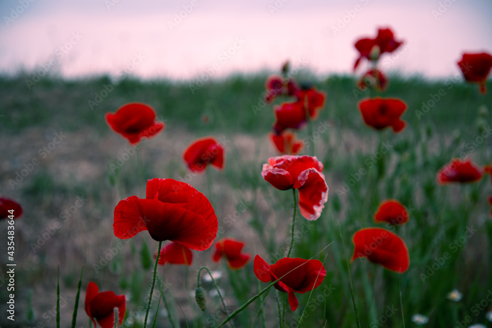 Fototapeta premium Beautiful floral background. Poppy bloom. Red flowers with green grass.