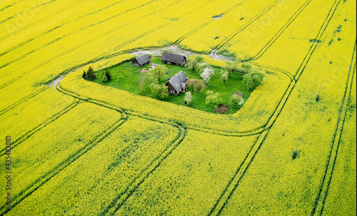 Rape field, drone photo, yellow amazing rape field with old abandoned village down. Artistic photo. Drone view, lithuanian landscape