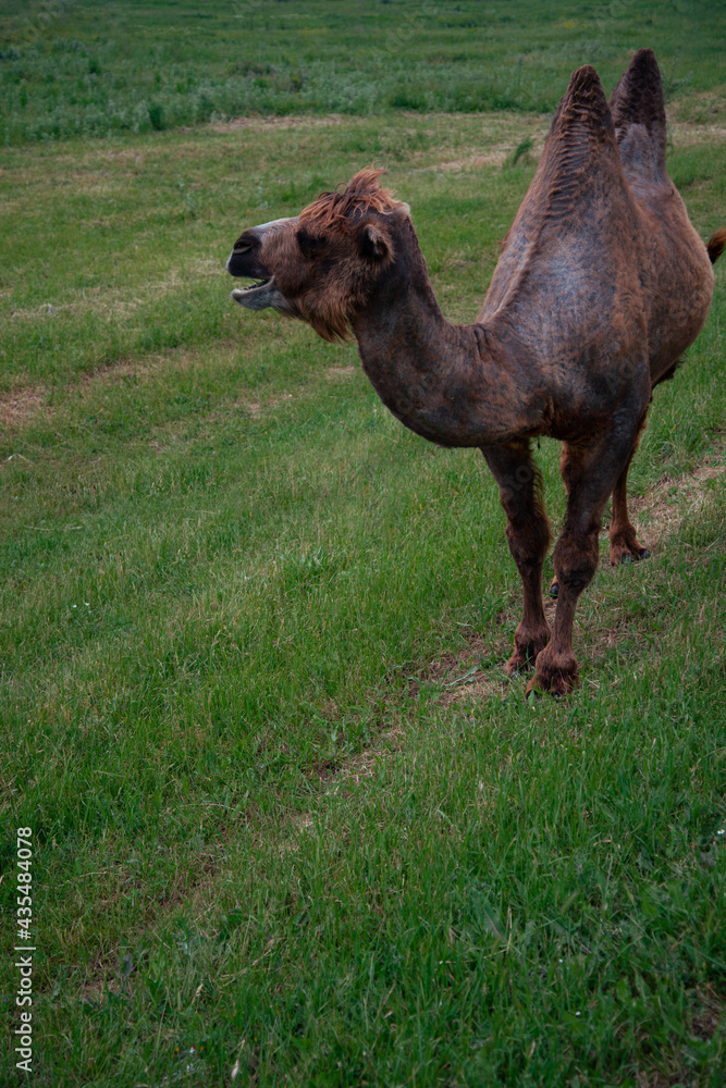 Fototapeta premium A beautiful camel with two humps grazing in the meadow. Rural landscape and animals. Sunny day.