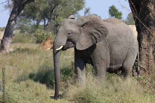 Afrikanischer Elefant   African elephant   Loxodonta africana