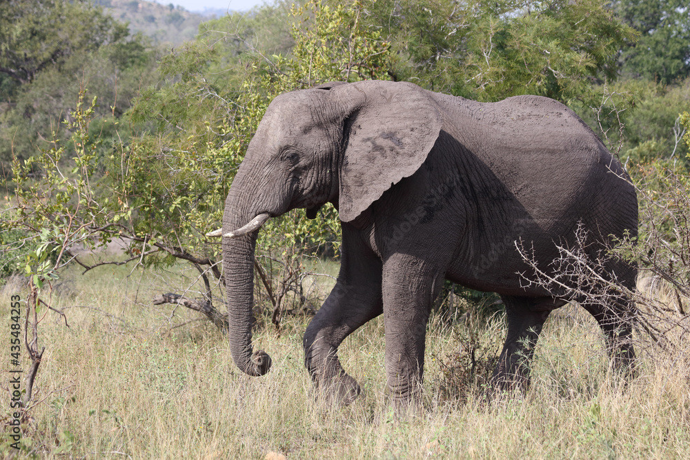 Afrikanischer Elefant / African elephant / Loxodonta africana