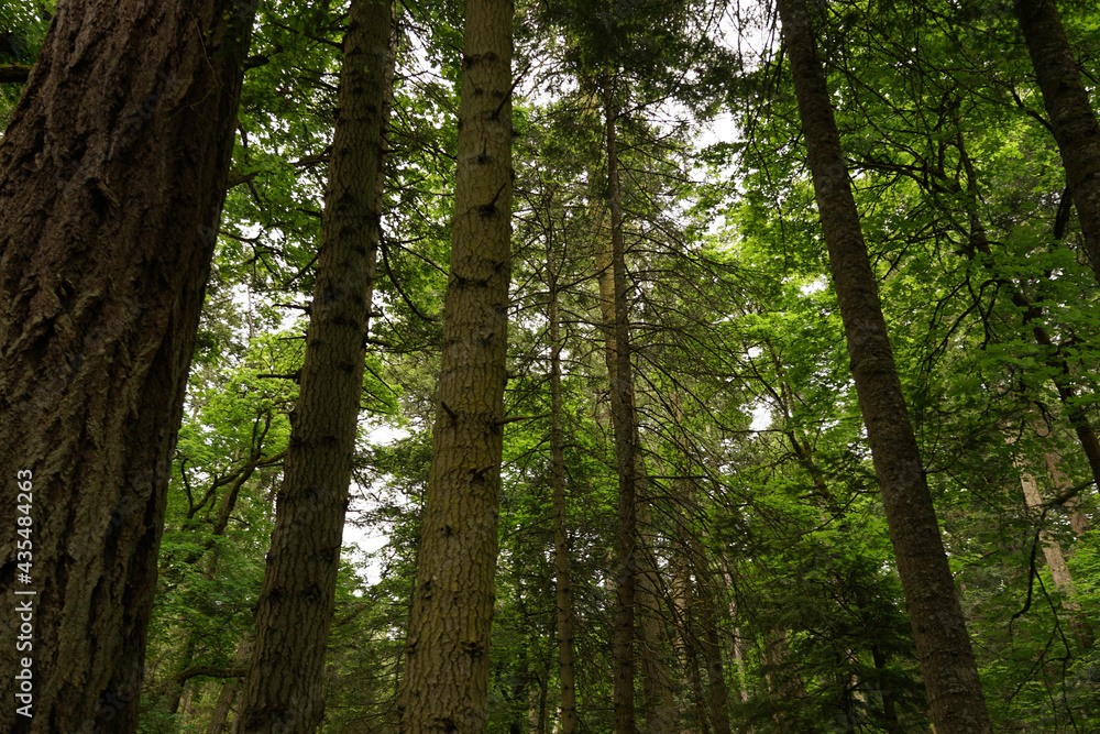 Fototapeta premium trees in the forest