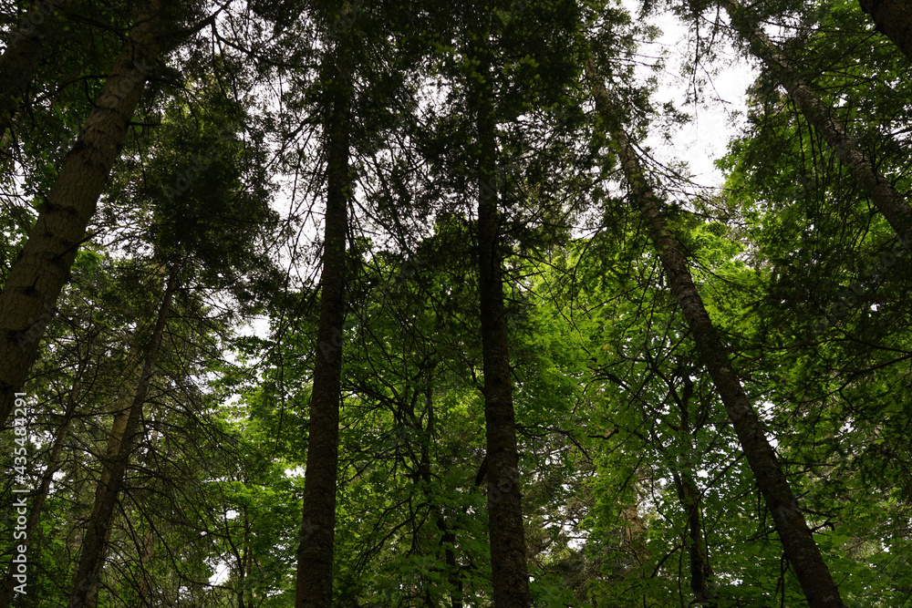 Obraz premium trees in the forest