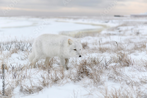  Wild arctic fox (Vulpes Lagopus) in tundra in winter time.