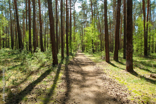 The picture from the natural park Kersko-Bory by the town of Písty in Czech Republic. The beautiful fresh pine Wood with moss on the ground with sandy footpaths. 