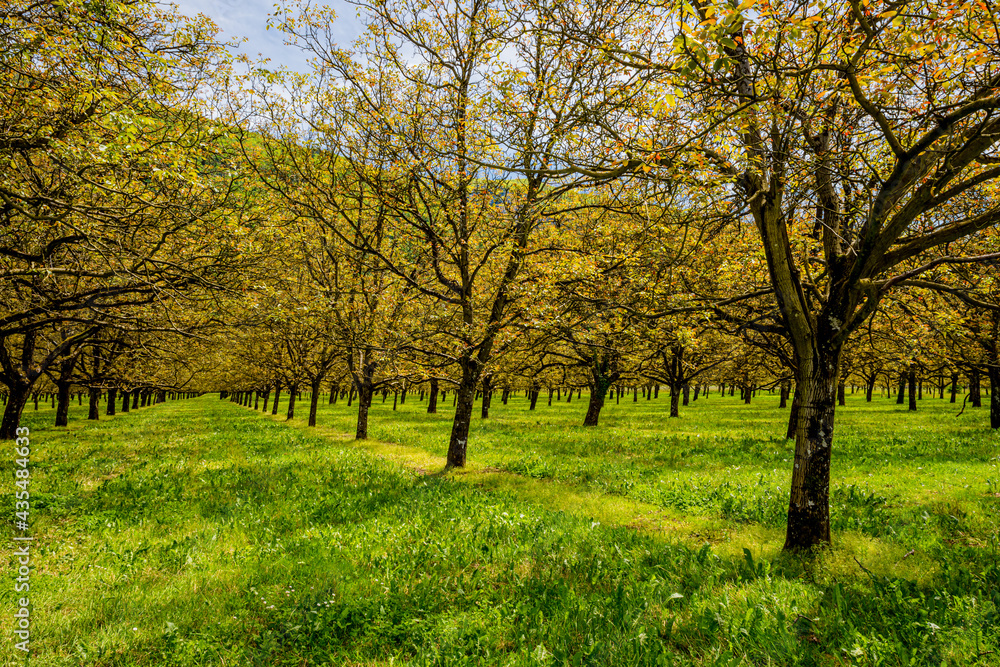Naklejka premium Culture de Noyers près de Grenoble