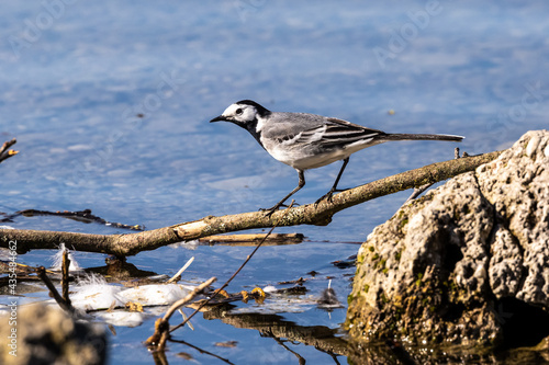 The white wagtail, Motacilla alba is a passerine bird in the family Motacillidae.