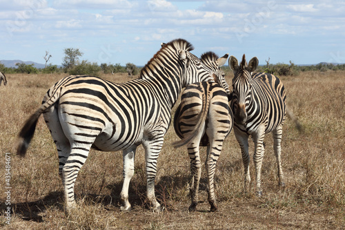 Steppenzebra   Burchell s zebra   Equus burchellii