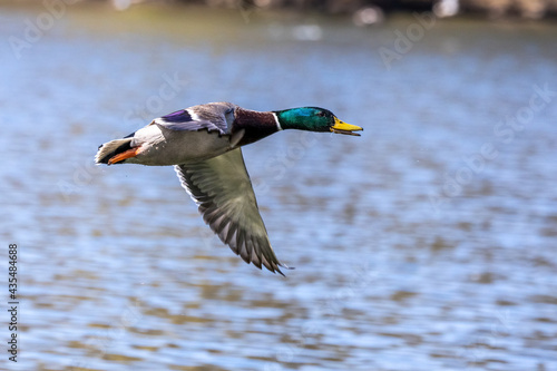 Wild duck or mallard, Anas platyrhynchos flying over a lake in Munich, Germany © rudiernst