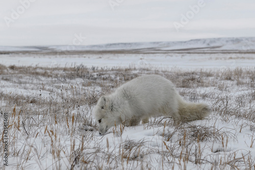  Wild arctic fox  Vulpes Lagopus  in tundra in winter time.