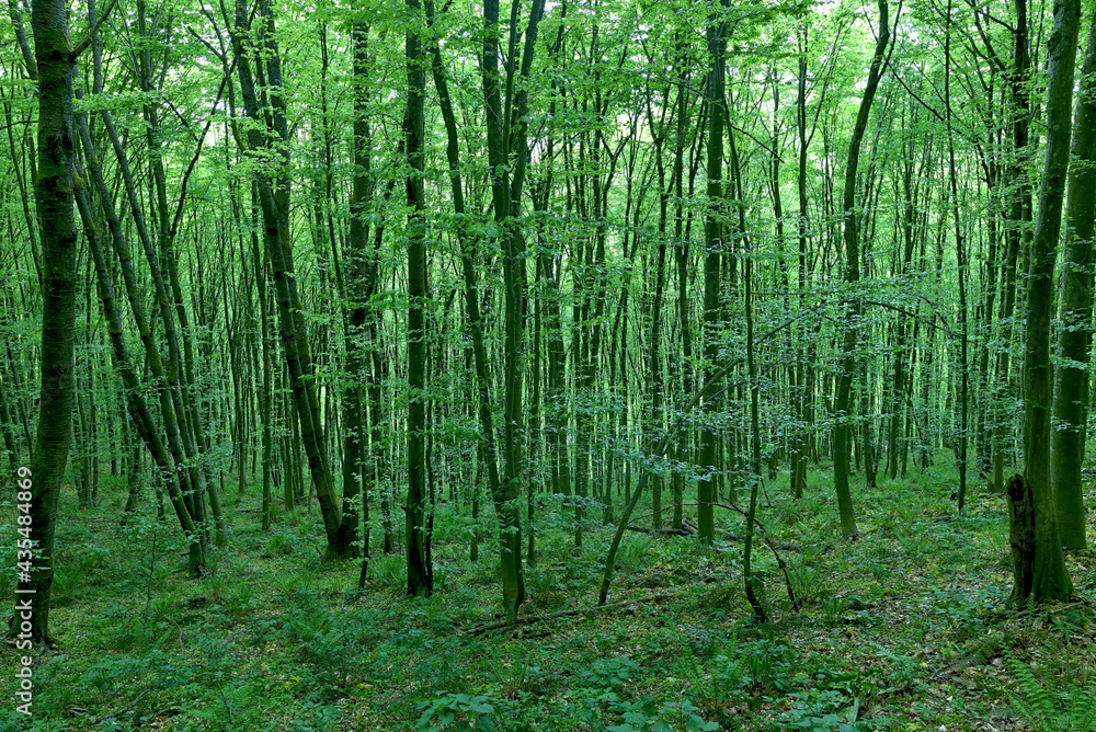 GREEN FOREST WITH TREES IN SPRING