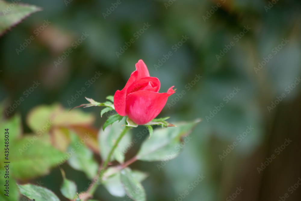 Red rose bud on a bush