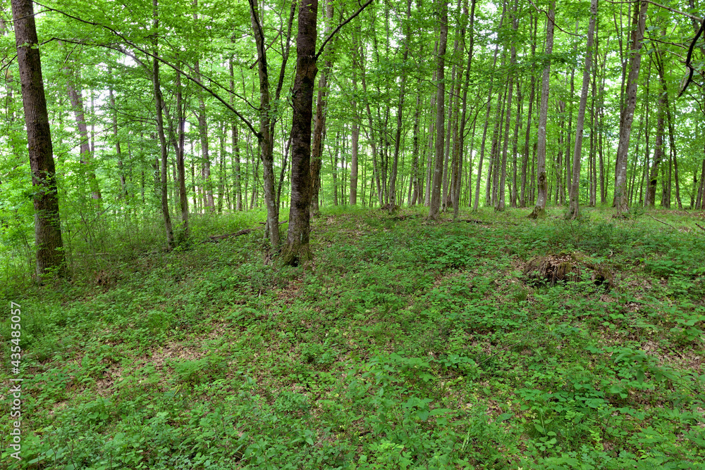 Fototapeta premium GREEN FOREST WITH TREES IN SPRING