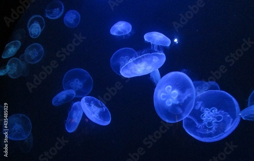 jellyfish in the water © Abhishek