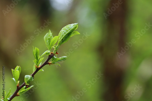 close up of fresh leaves on a twig