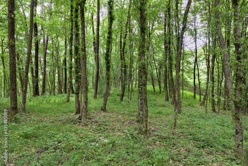 GREEN FOREST WITH TREES IN SPRING