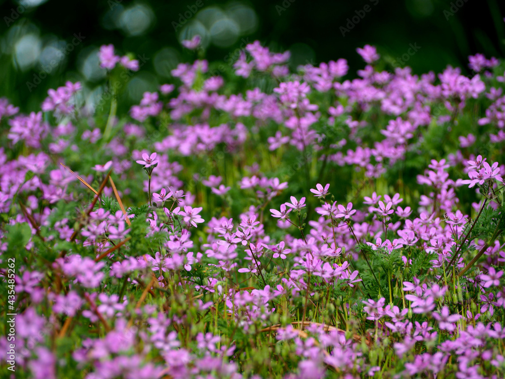 many small pink flowers grow in the park on a spring day side view