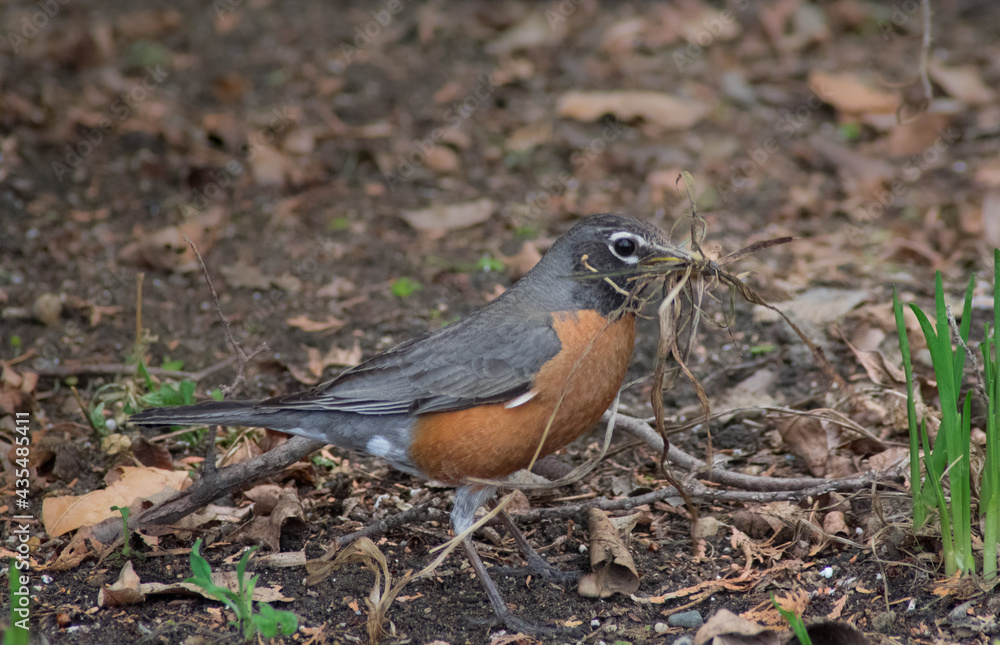 Robin collecting nesting materials Robin collecting nesting materials