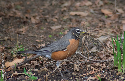 Robin collecting nesting materials