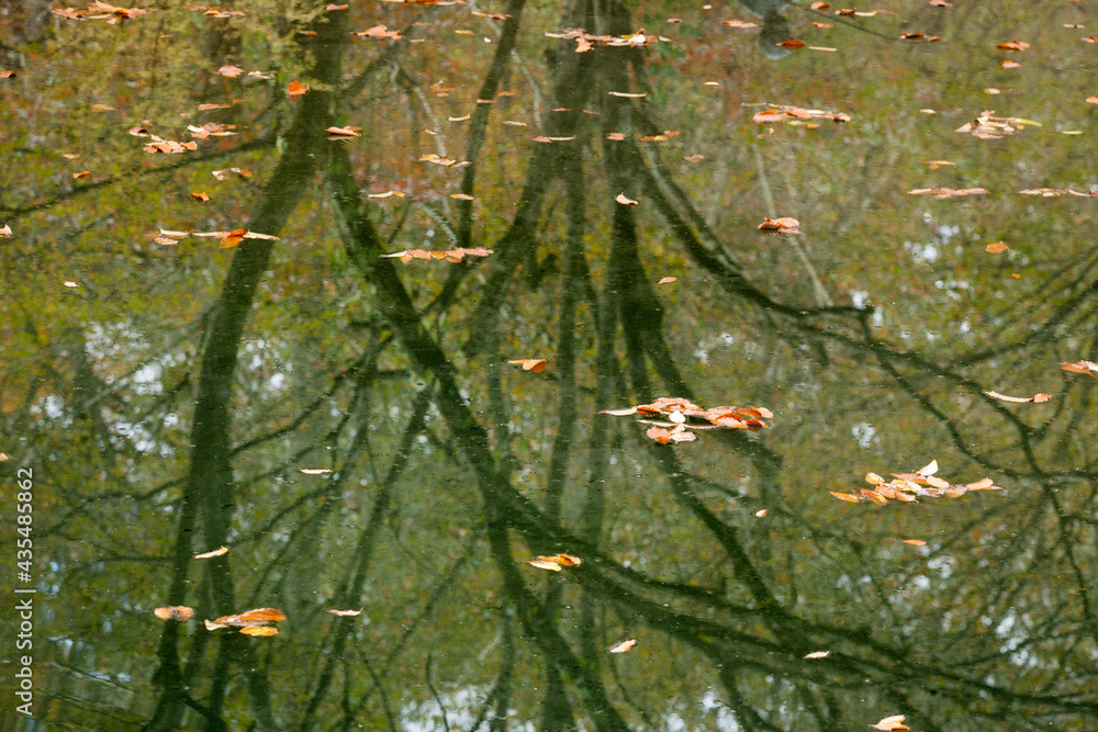 Plants reflected in water