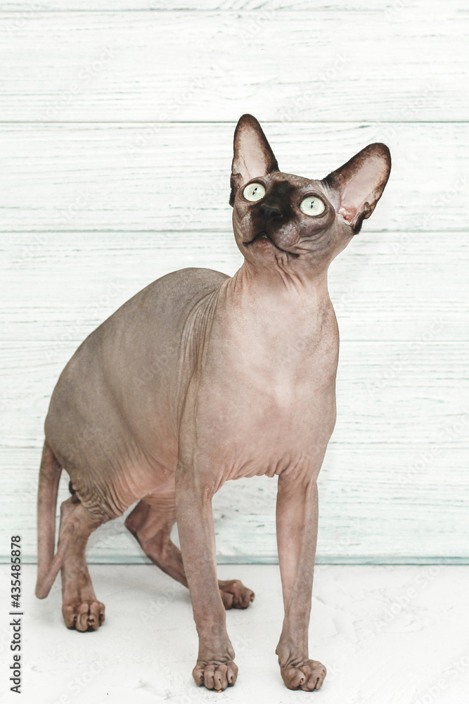 Bald cat of the Canadian Sphynx breed. Chocolate color