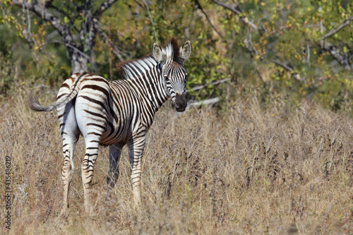 Steppenzebra   Burchell s zebra   Equus burchellii....