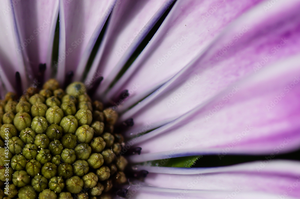 Obraz premium Blume