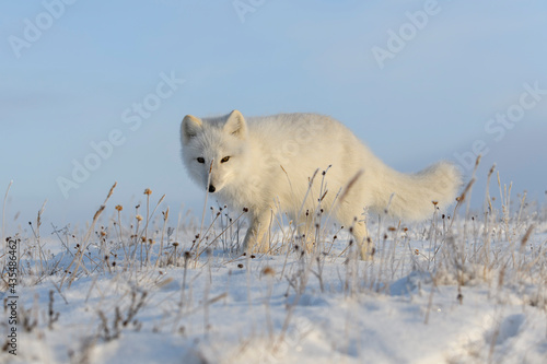 Beautiful arctic fox in wilde winter tundra. © Alexey Seafarer