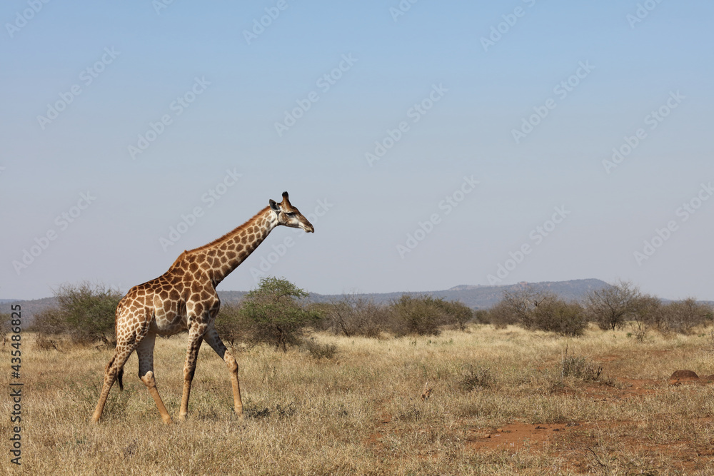 Obraz premium Giraffe / Giraffe / Giraffa camelopardalis