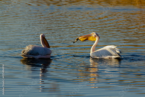 African pink pelicans eat fish on a Siberian lake. © IGOR